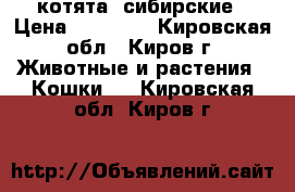 котята  сибирские › Цена ­ 10 000 - Кировская обл., Киров г. Животные и растения » Кошки   . Кировская обл.,Киров г.